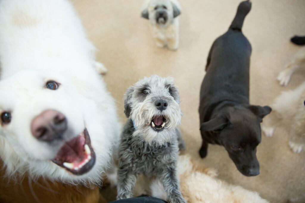 Animal Dentistry - Cross Creek Veterinary Hospital