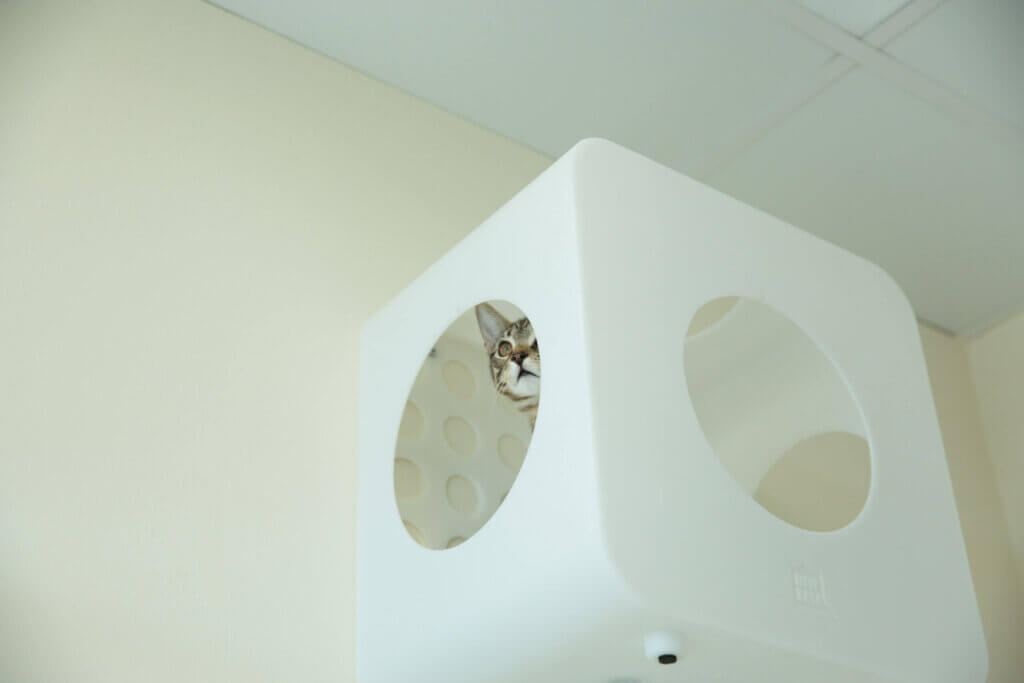 Senior Pets - Cross Creek Veterinary Hospital
